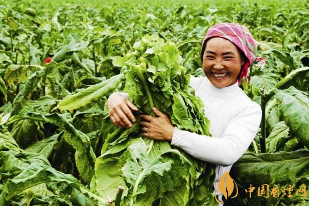 煙葉稅是什么，煙葉稅如何計算