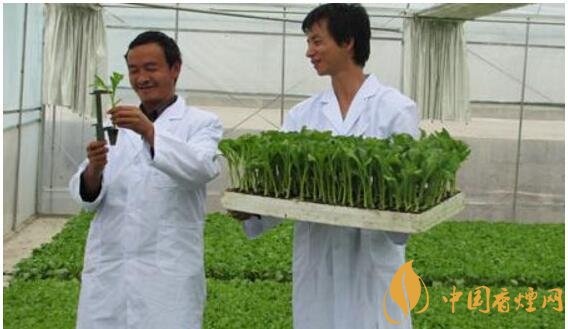 煙草專(zhuān)業(yè)大學(xué)排名，煙草專(zhuān)業(yè)就業(yè)前景好