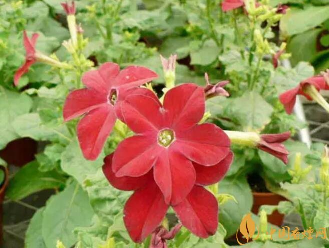 煙草花花語(yǔ)是什么，煙草花什么時(shí)候開花