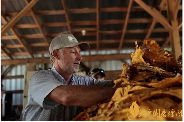 津巴布韋煙葉為什么好，黃金煙葉成為國(guó)寶