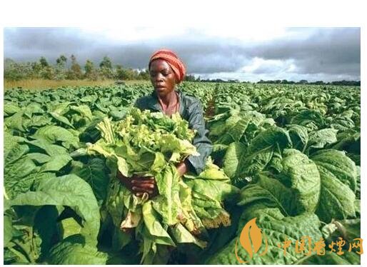 津巴布韋煙葉為什么好，黃金煙葉成為國(guó)寶